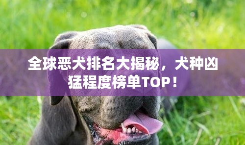 全球恶犬排名大揭秘，犬种凶猛程度榜单TOP！