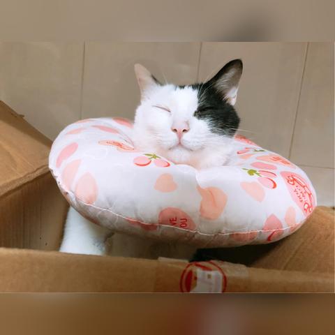 猫咪软官方下载,高效计划设计实施-5DM_v4.132